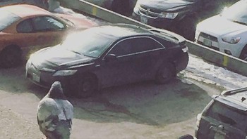 Coba dilihat lagi apa benar burung dara sebesar mobil? Foto: Bored Panda