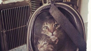 Gambar tas seolah kuncing terperangkap di dalamnya. Foto: Bored Panda
