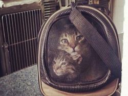 Deretan Foto yang Harus Dilihat Dua Kali Agar Mengerti