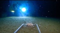 Dalam pejelajahan bawah laut selama empat jam di dasar Palung Mariana, Vescovo menemukan sejumlah makhluk laut. Namun sayangnya, dia juga menemukan kantong plastik dan bungkus permen. Foto: Courtesy Discovery/Five Deeps Expedition