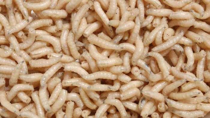 Es Krim Belatung Maggots for sport fisherman.