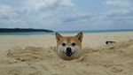 Foto: Riri, Anjing Lucu yang Viral dan Suka ke Pantai