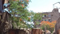 Cuaca panas terik di Kairo. Mesir dengan iklim yang ekstrem dan gersang, serta mayoritas lanskap gurun, menyebabkan puncak panasnya 39-42°C (Tashdieq Ulil Amri/Istimewa)