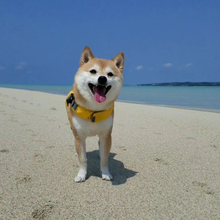 Foto Riri Anjing Lucu Yang Viral Dan Suka Ke Pantai Foto 5