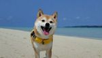 Foto: Riri, Anjing Lucu yang Viral dan Suka ke Pantai