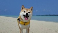 Riri telah banyak berkunjung ke pantai-pantai di Jepang, salah satunya adalah pantai yang berada di Miyakojima, Prefektur Okinawa. Pantai di kawasan ini terkenal dengan airnya yang jernih dan pasor pantainya yang keemasan. (shiba_riri/Instagram)