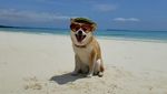 Foto: Riri, Anjing Lucu yang Viral dan Suka ke Pantai