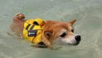 Foto: Riri, Anjing Lucu yang Viral dan Suka ke Pantai