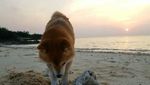 Foto: Riri, Anjing Lucu yang Viral dan Suka ke Pantai