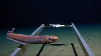 Vescovo dan timnya juga menemukan empat spesies baru sejenis udang yang bernama amphipod, menyaksikan cacing sendok di kedalaman 7.000 meter, serta snailfish merah jambu pada kedalaman 8 ribu meter. Ilmuwan-ilmuwan selanjutnya akan memeriksa makhluk-makhluk yang mereka temukan untuk melihat apakah makhluk-makhluk tersebut mengandung mikroplastik. Foto: DISCOVERY CHANNEL via Newsweek