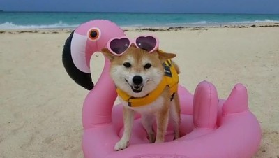 Foto: Riri, Anjing Lucu yang Viral dan Suka ke Pantai