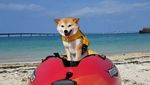 Foto: Riri, Anjing Lucu yang Viral dan Suka ke Pantai