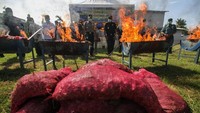 Total 70 ton bawang merah tersebut langsung dimusnahkan petugas.