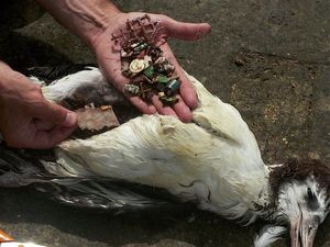 Viral! Burung Ini Mati Karena Makan Sampah