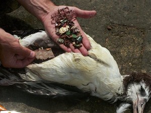 Viral! Burung Ini Mati Karena Makan Sampah