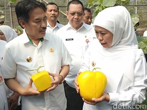 Melon berbentuk hati dan kotak/