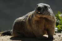 Makan Daging Marmot Mentah Demi Kesehatan, Pasangan Ini Malah Kehilangan Nyawa