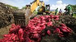 70 Ton Bawang Merah Ilegal Dimusnahkan di Aceh