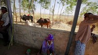 Warga istirahat dari berkerja di ladang. Sebagian penduduk memiliki dua rumah, rumah tanah untuk siang hari dan rumah pohon untuk berlindung dari gajah di malam hari (Minzayar/Reuters)