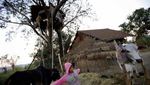 Potret Rumah Pohon Myanmar untuk Berlindung dari Gajah