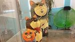 Foto: Museum Kucing Ala Singapura