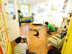 Meong! Ternyata Singapura Punya Museum Kucing