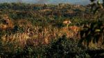 Potret Rumah Pohon Myanmar untuk Berlindung dari Gajah