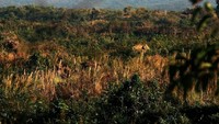 Kyar Chaung, berjarak 64 km di utara Yangon, seekor gajah bergerak melalui semak belukar di hutan di sekitar (Minzayar/Reuters)