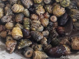 Seram Tapi Enak, Ulat Jedung Goreng dari Gunungkidul yang Empuk Gurih