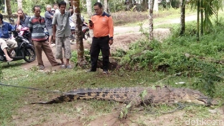 Buaya Muara Ditangkap Saat Mau Mangsa Ternak Warga di Sumbar Buaya Muara Ditangkap Saat Mau Mangsa Ternak Warga di Sumbar
