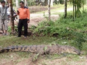 Buaya Muara Ditangkap Saat Mau Mangsa Ternak Warga di Sumbar