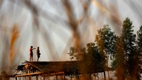 Penduduk desa mengatakan gajah mendekati rumah mereka karena mereka tidak dapat menemukan cukup makanan di habitat alami mereka. Alasannya, hutan telah rusak oleh deforestasi (Minzayar/Reuters)