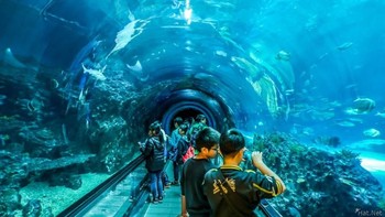 Eskalator bawah air pertama di Haulian Ocean Park, Taiwan. Sambil berjalan di eskalator, kita akan disuguhi pemandangan bawah laut lengkap dengan hiu, ikan warna warni, ikan pari dan mahluk laut lainnya. Eskalator jenis ini kini banyak ditemukan di wahana akuarium. Salah satunya di Seaworld Indonesia. Foto: via Brainberries