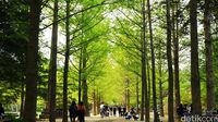 Pulau Nami yang merupakan destinasi favorit turis di Korea Selatan