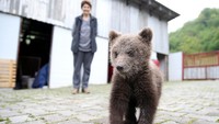 Khawatir dengan kondisi Aida, Becar pun setuju untuk memindahkannya ke Kebun Binatang Sarajevo, agar Aida dapat menerima perawatan yang lebih baik dari para ahli agar kondisi tubuhnya dapat membaik.
