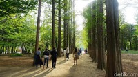 Inilah Pulau Nami, destinasi paling terkenal di Korea Selatan. Tak banyak yang tahu, kalau ternyata Pulau Nami disebut Naminara Republic dan merupakan negara dalam negara di Korea Selatan (Afif Farhan/detikTravel)