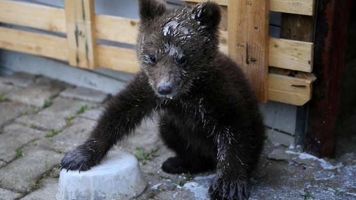 Terbaru 28+ Gambar Lucu Iklan Susu Beruang Richa Gambar