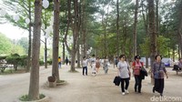 Pepohonan pinus di Pulau Nami tertata rapi dan indah dipandang. Taman-tamannya asri, bikin suasana menjadi rindang (Afif Farhan/detikTravel)