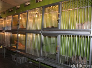 Bingung Mikir Nasib si  Kucing Saat Mudik, Titipin Saja ke Cat House