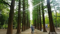 Karena keindahannya, Pulau Nami seringkali dijadikan tempat syuting film drama Korea (Afif Farhan/detikTravel)