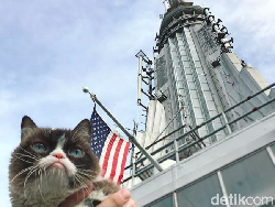 Mengenang Grumpy Cat, Si Pemurung yang Berlimpah Harta