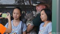 Berfoto dengan koala (Masaul/detikcom)
