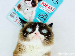 Mengenang Grumpy Cat, Si Pemurung yang Berlimpah Harta