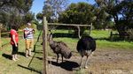 Foto: Pesona Swan Valley di Australia Barat