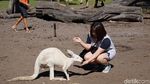 Foto: Pesona Swan Valley di Australia Barat