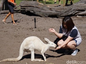 Turis Asal Indonesia Jajan Rp 9 Triliun per Tahun di Australia