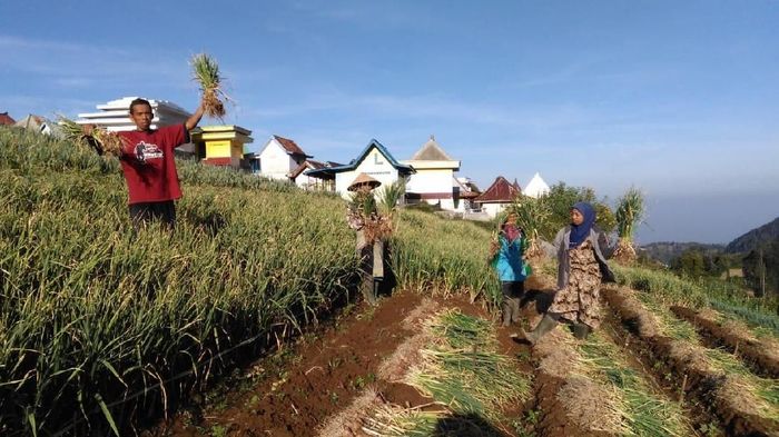 Foto: Kementan Foto: Kementan