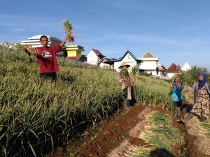 Kementan Targetkan 110 Kabupaten Tanam Bawang Putih