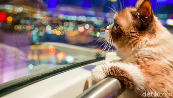 Tahun lalu bahkan Grumpy Cat memenangkan gugatan hukum. Ada yang menggunakan wajahnya tanpa izin untuk berjualan kaos dan si kucing menang denda USD 700 ribu. Foto: Instagram