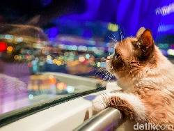 Mengenang Grumpy Cat, Si Pemurung yang Berlimpah Harta